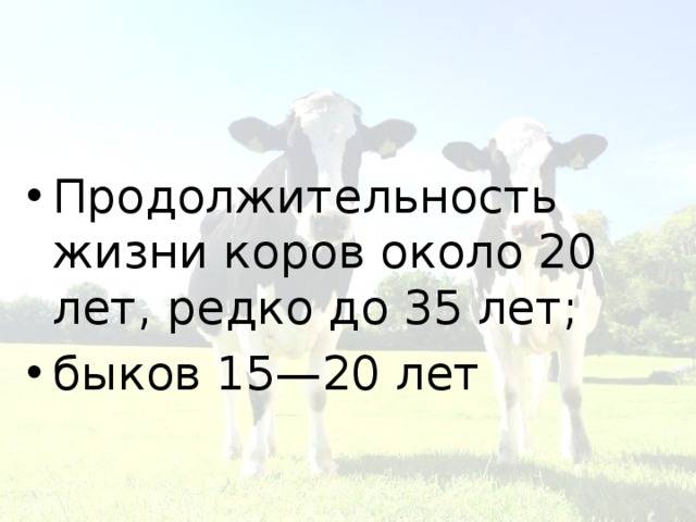 Сколько живут коровы в среднем и как определить их возраст