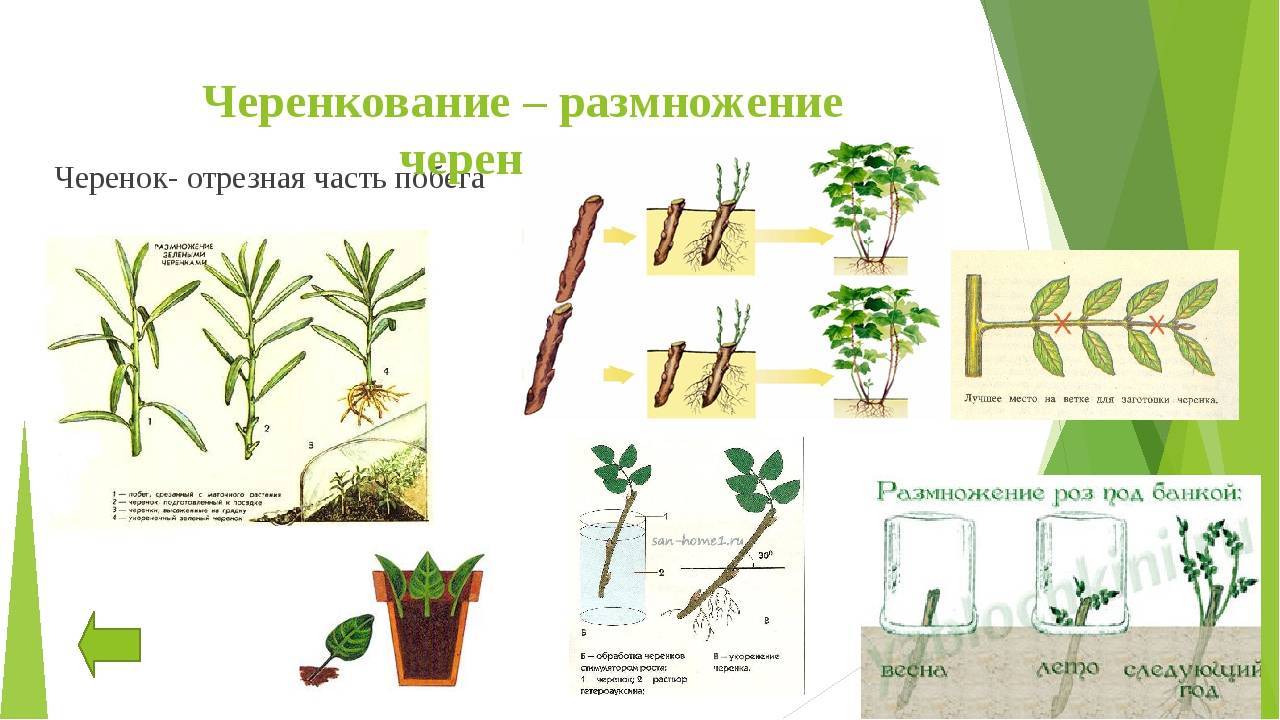 Как посадить липу: выращивание, уход, размножение