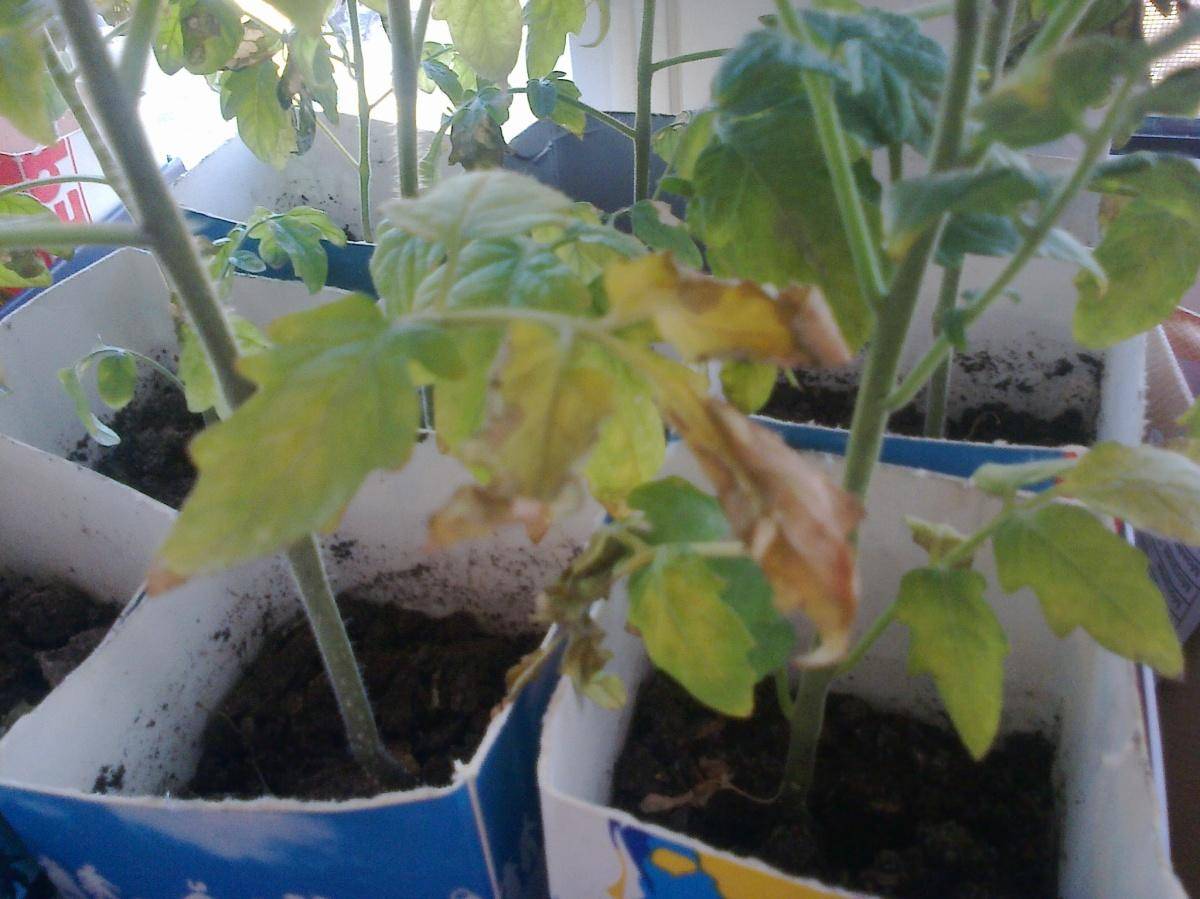 Почему опадают нижние листья у рассады помидоров: причины, что делать, профилактика, фото, видео