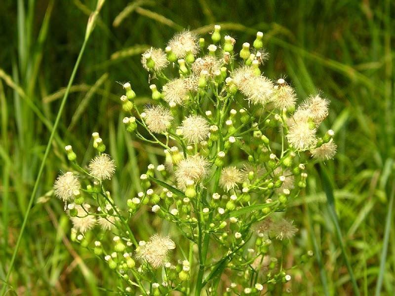 Семена эригерон сокровища агры: описание сорта, фото