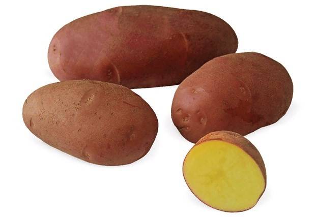 ✅ картофель родриго отзывы форум. вкусный и неприхотливый картофель родриго: секреты раннего урожая - живой-сад.рф