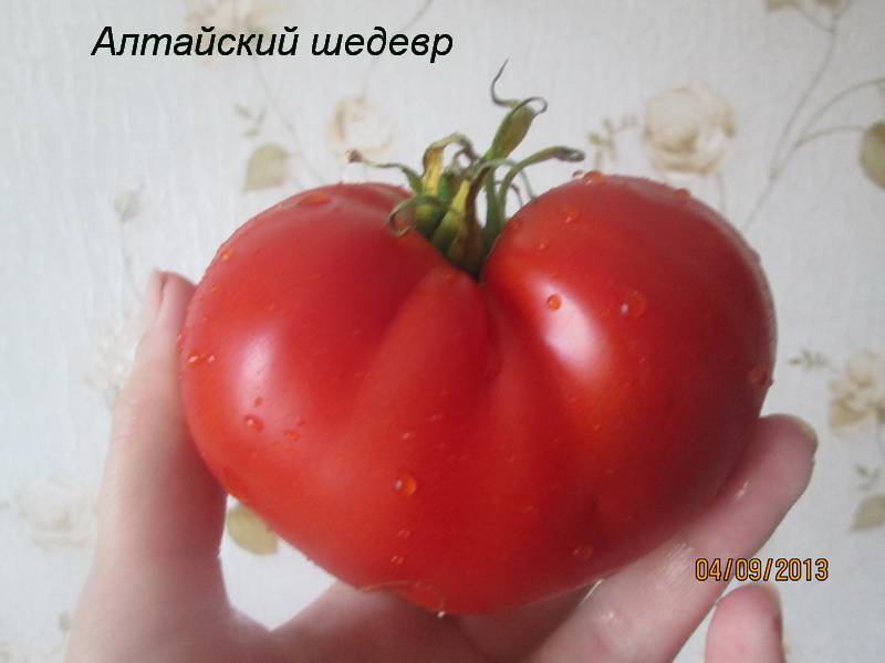 Томат алтайский шедевр - описание сорта, характеристика, урожайность, отзывы, фото