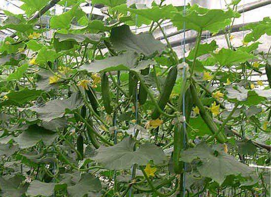 Как выращивать партенокарпические огурцы в теплице