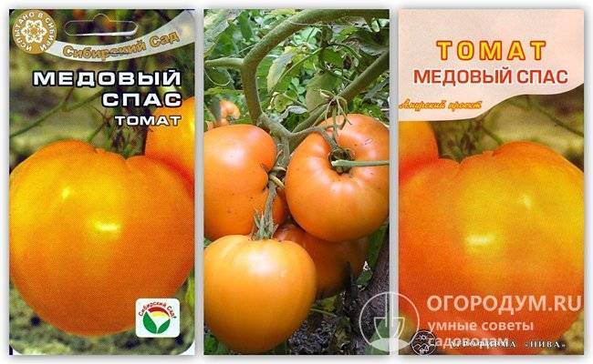 Томат медовый спас: отзывы, фото, урожайность