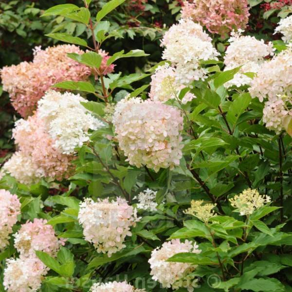 ᐉ лучшие сорта гортензии метельчатой для ленинградской области – hydrangea paniculata polestar - zoo-mamontenok.ru