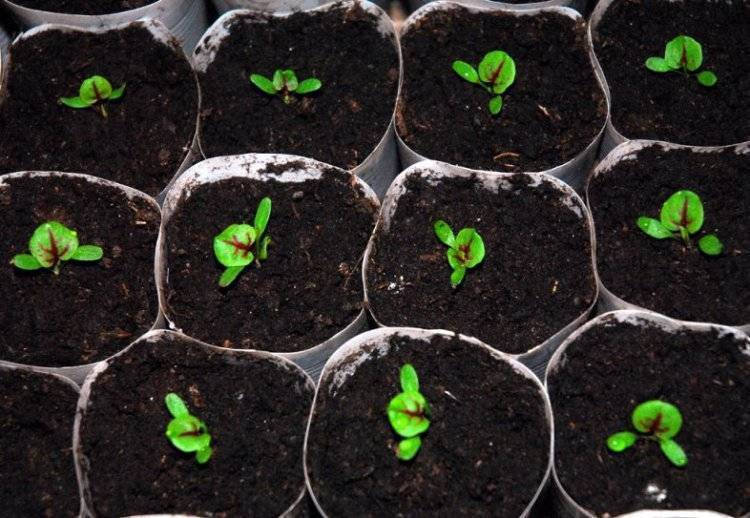 Многолетняя энотера: выращивание из семян, когда сажать на рассаду и в грунт, сорта с фото