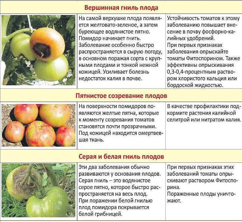 Болезни и вредители томатов - признаки и меры борьбы | сад и огород