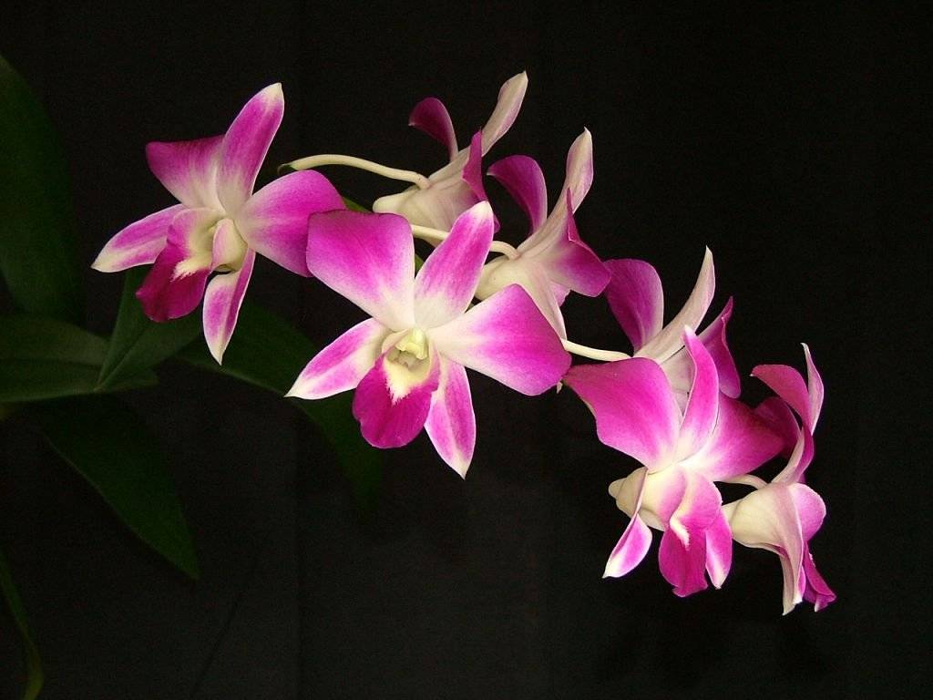 Дендробиум: фото цветков орхидеи, жизненный цикл комнатного растения, а также популярные сорта и виды семейства и домашнее цветение