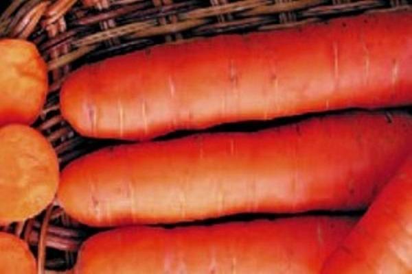 Сорта моркови: их описание и отличия