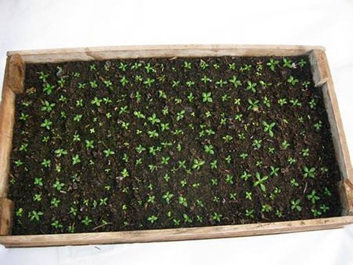 Эустома выращивание из семян в домашних на рассаду фото