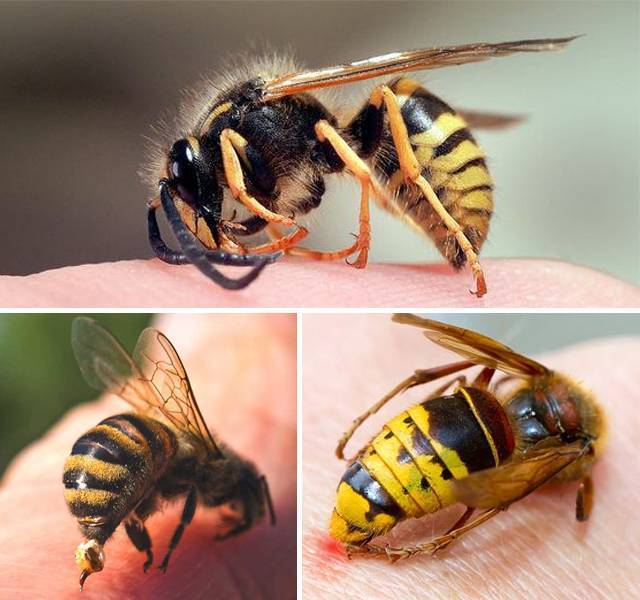 Чем отличается оса от пчелы – руководство по идентификации, фото и внешние признаки