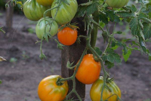 Характеристика и описание сорта томата японский трюфель его разновидности и урожайность