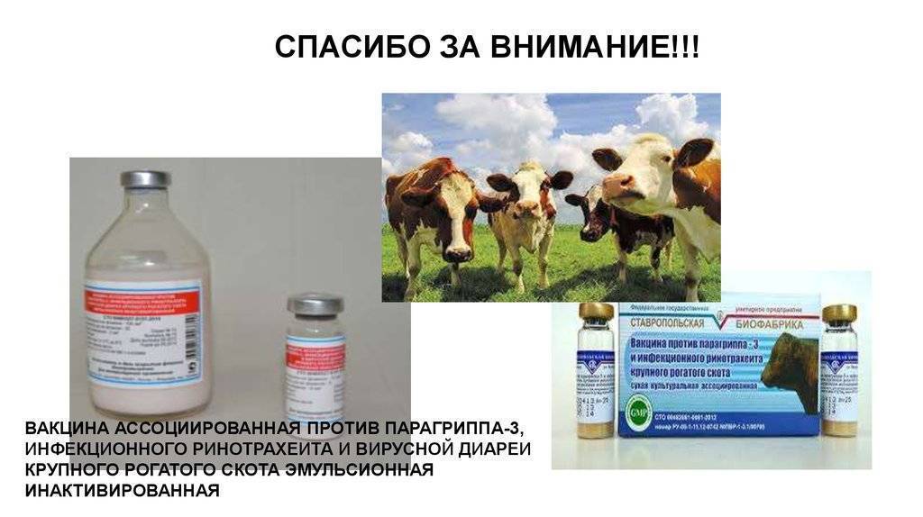 Псевдомоноз у животных: симптомы и лечение  | beleka.by