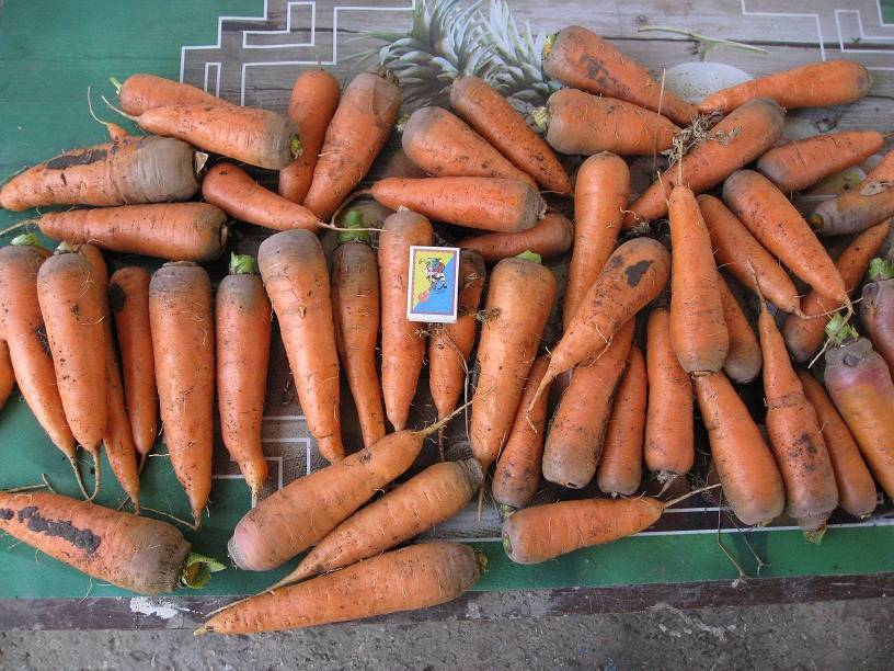 Морковь абако: характеристика и описание сорта, особенности ухода и выращивания в домашних условиях, фото