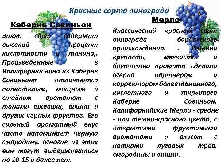 ᐉ зимостойкие американские сорта винограда - hydrosad.ru