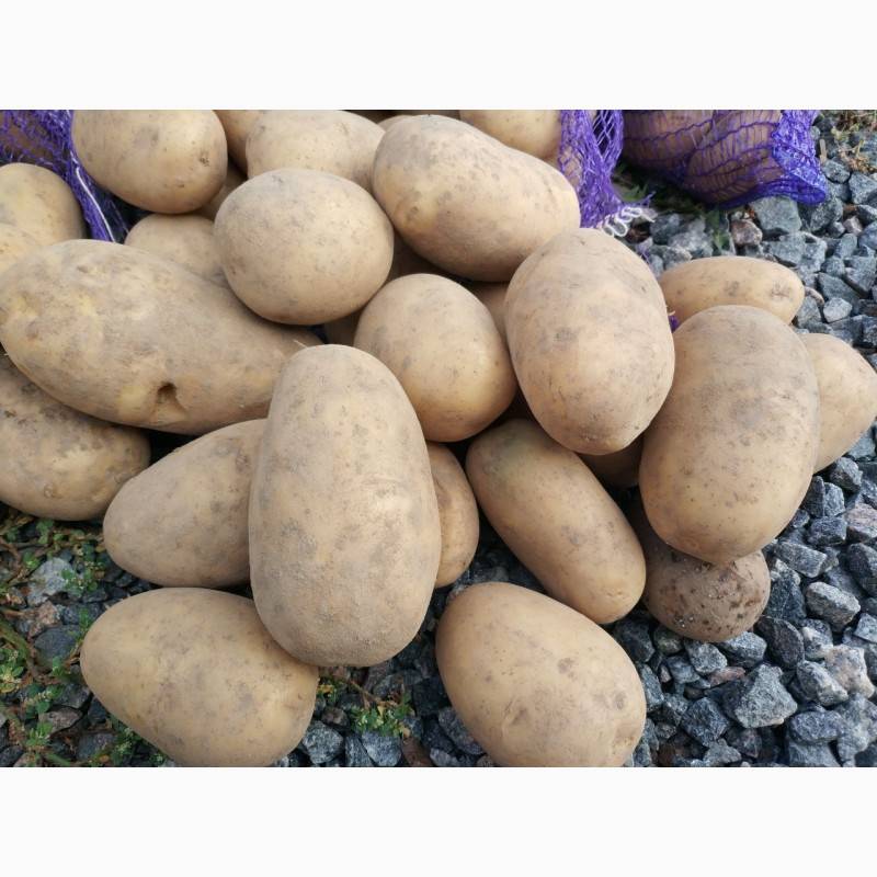 Картофель бриз: описание сорта и советы по выращиванию и хранению