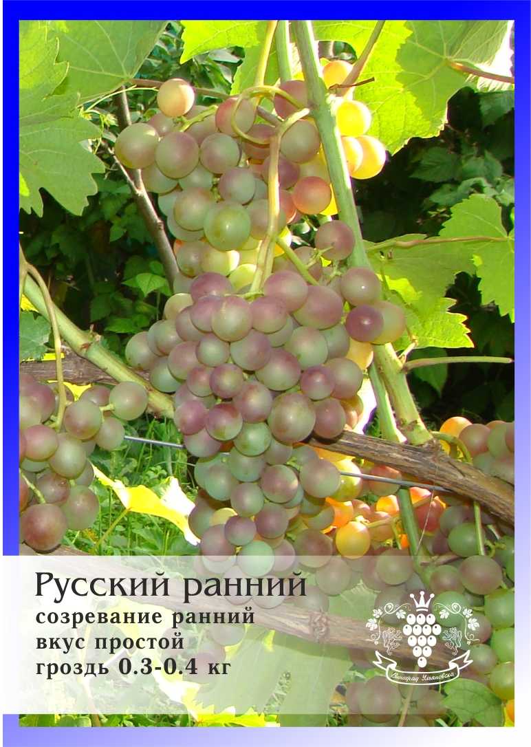 Сорт винограда русский ранний, описание сорта с характеристикой и отзывами, а также особенности посадки и выращивания