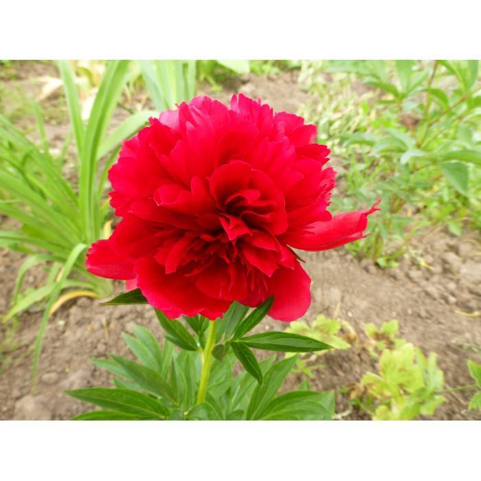 Красные пионы: описание и фото сортов ред грейс (grace), шарм или чарм (red charm) и спайдер, уход и выращивание цветов, а также способы размножения