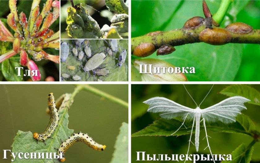 Жимолость сорт мальвина: отзывы, опылители, посадка и уход