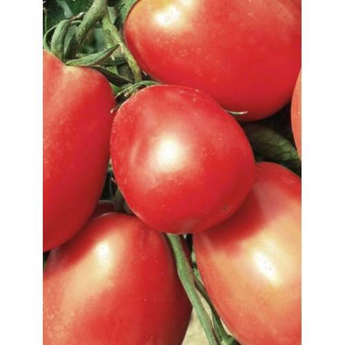 Томат де барао желтый: характеристика и описание сорта, фото помидоров, отзывы об урожайности куста