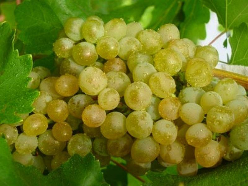 Виноград кристалл : простой в уходе и высокоурожайный сорт