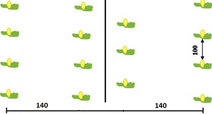 Схема посадки тыквы в открытом грунте расстояние