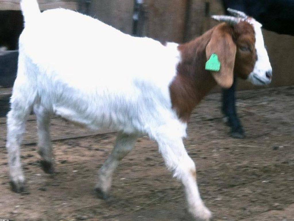 Ангорская коза — разведения, проблемы и технологии. | cельхозпортал