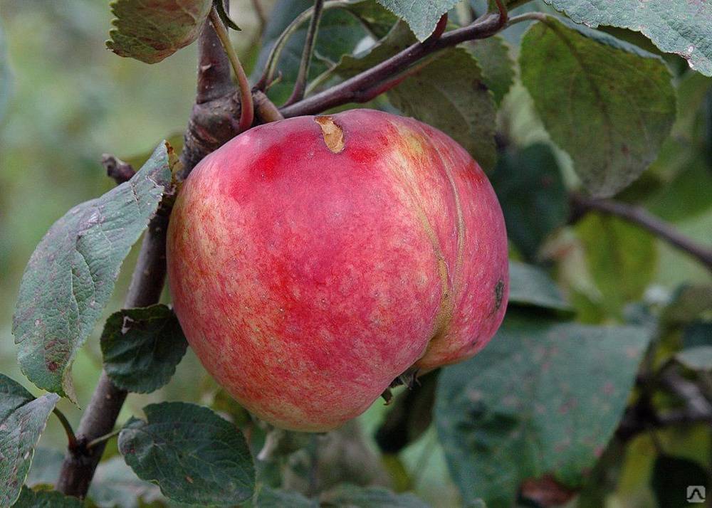Яблоня малиновка: описание, посадка и уход, фото и отзывы