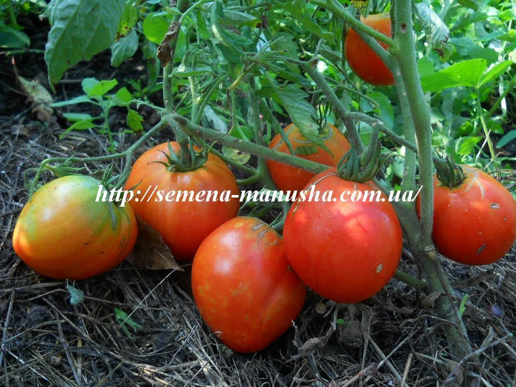 Характеристика, описание и особенности выращивания томата сорта гулливер