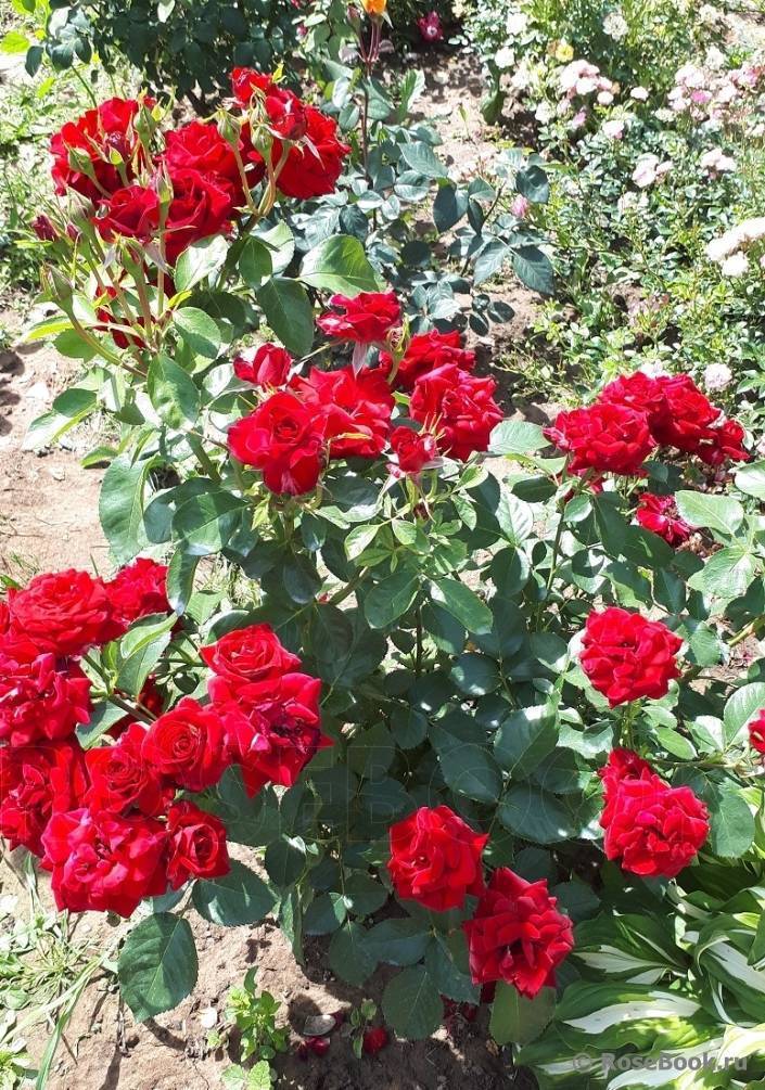 Розы «никколо паганини» («niccolo paganini»): посадка и уход