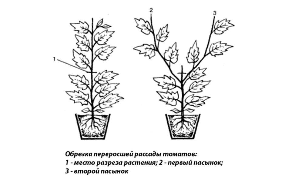 Обрезка помидоров в теплице схема