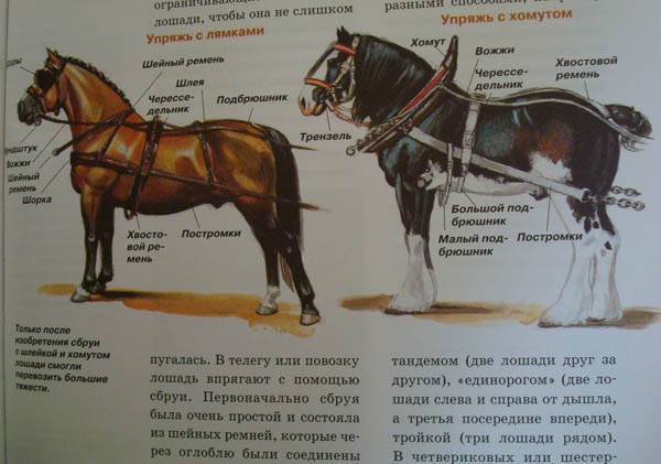 Упряжь для лошади: виды, состав, подбор упряжи, чистка, хранение