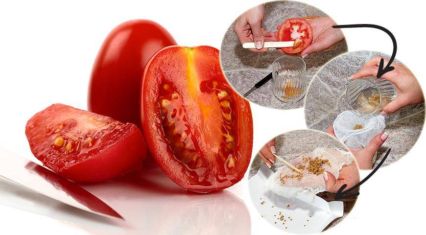 Как сделать семена томатов из своих помидор