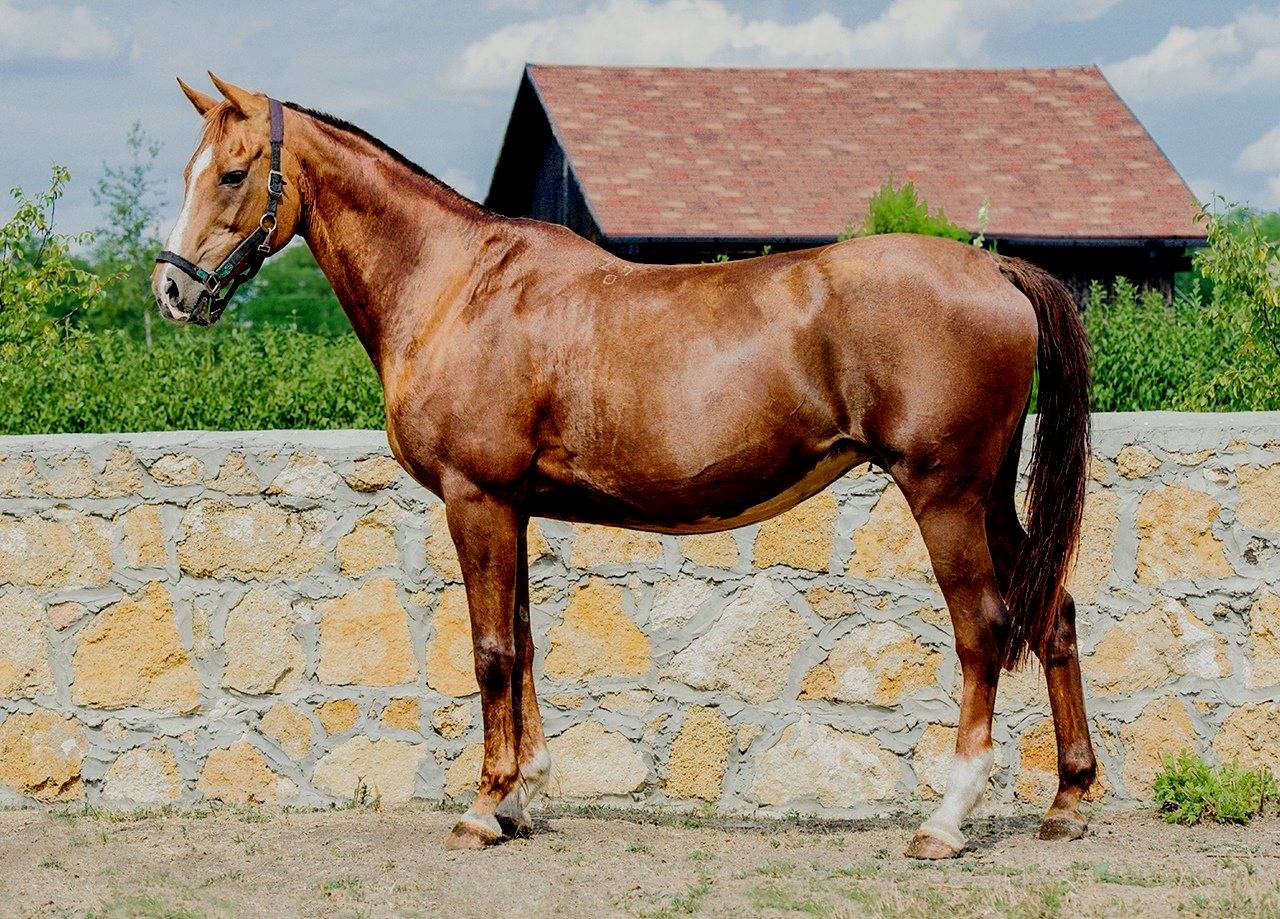 Буденновская лошадь: характеристики и описание породы с фото