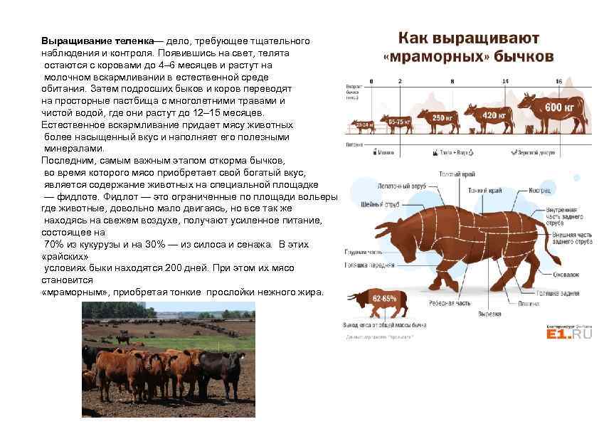 Откорм бычков на мясо: быстрые способы выращивания лучших мясных быков