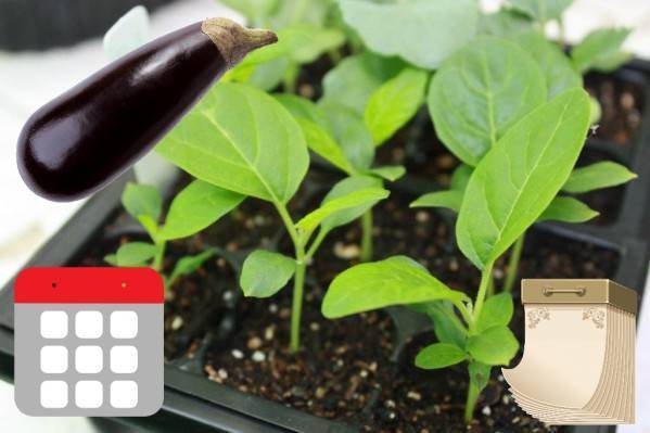 Когда и как сеять семена баклажанов на рассаду: правила посадки и технология выращивания
