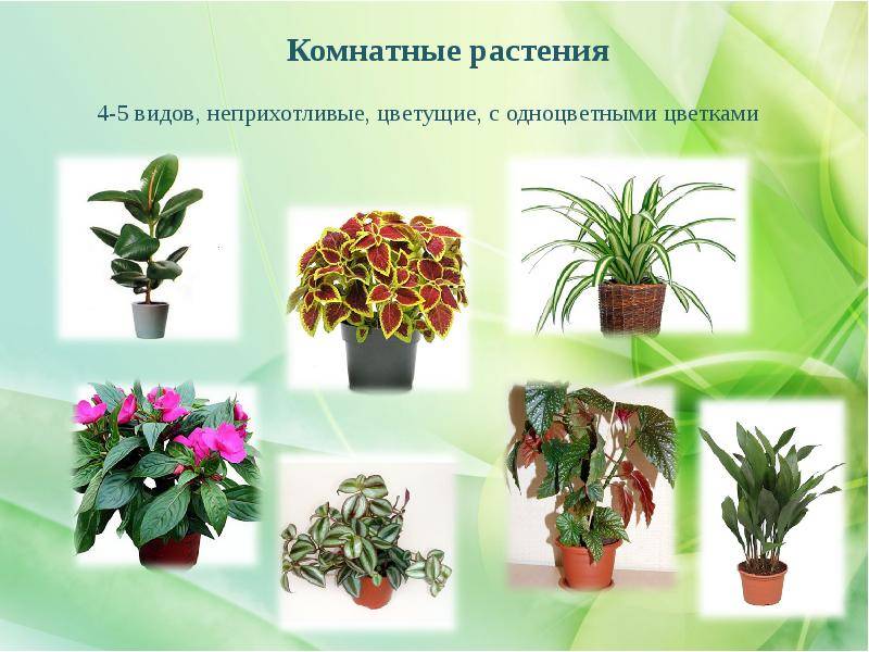 Тенелюбивые растения комнатные с фото и названия