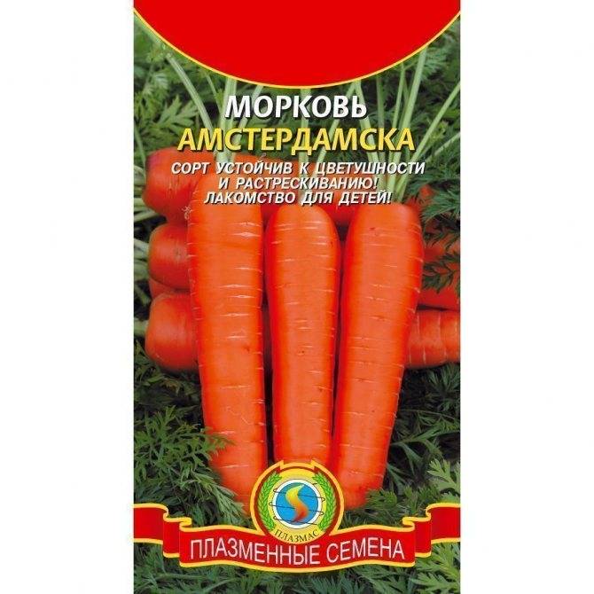 Морковь «самсон»: описание сорта