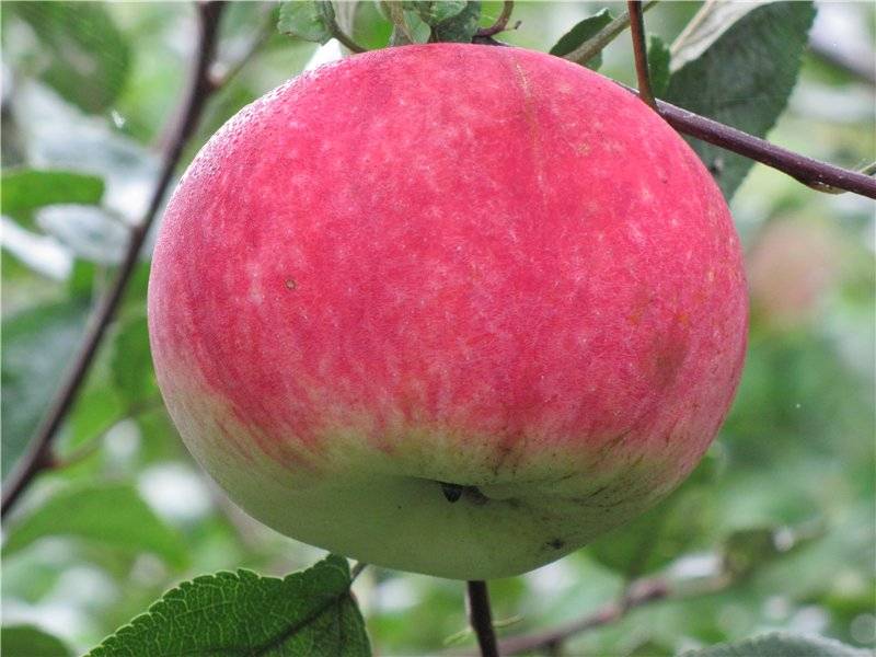 Сорт яблок фуши фото и описание