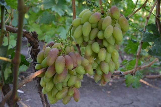 Лучшие поздние сорта винограда для ростовской области, кубани, крыма. плюсы и минусы поздних сортов, 5 лучших сортов 2021 года