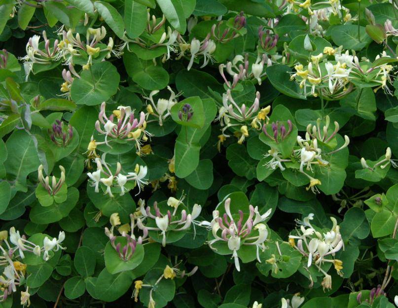 Как подготовить жимолость к зиме?