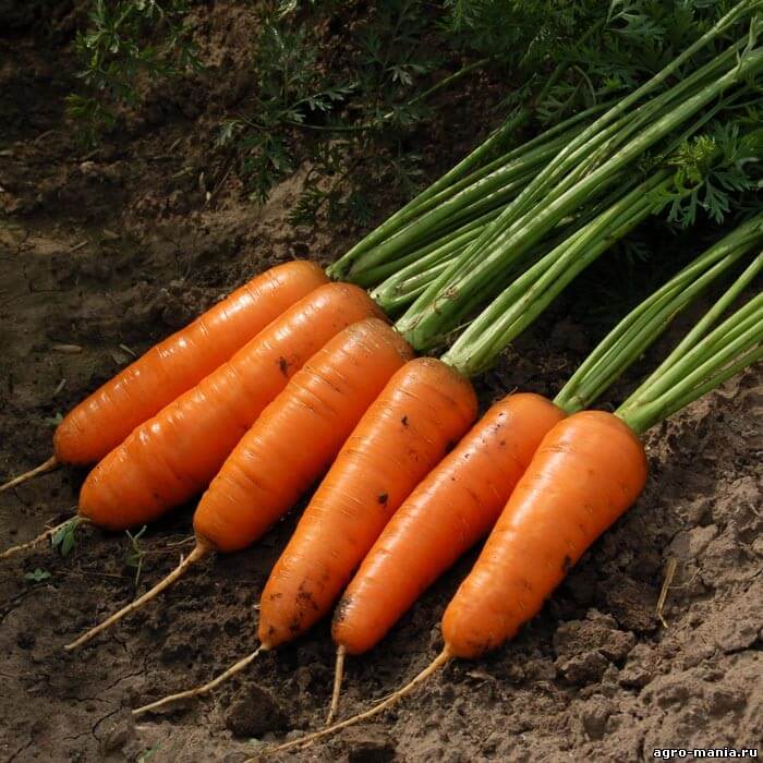 Морковь сорта каскад f1: фото, описание, уход
