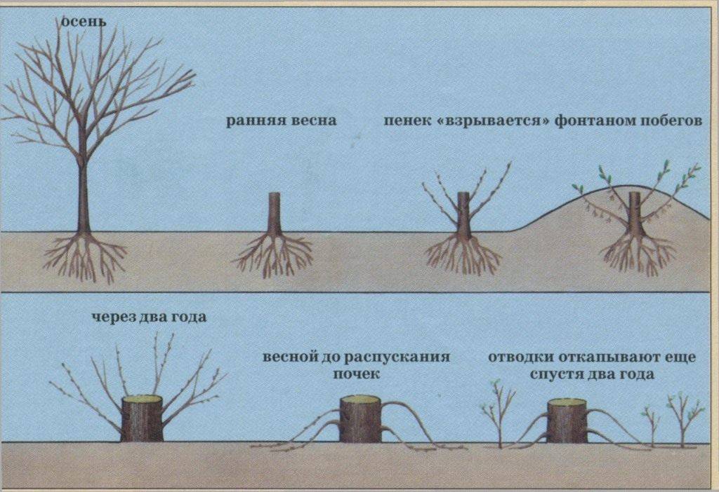✅ выращивание и правила ухода за липой в открытом грунте - сад62.рф