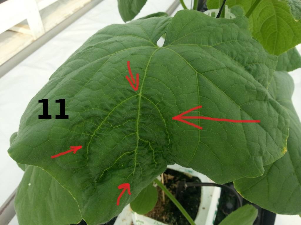 Почему скручиваются листья у огурцов в теплице что делать фото