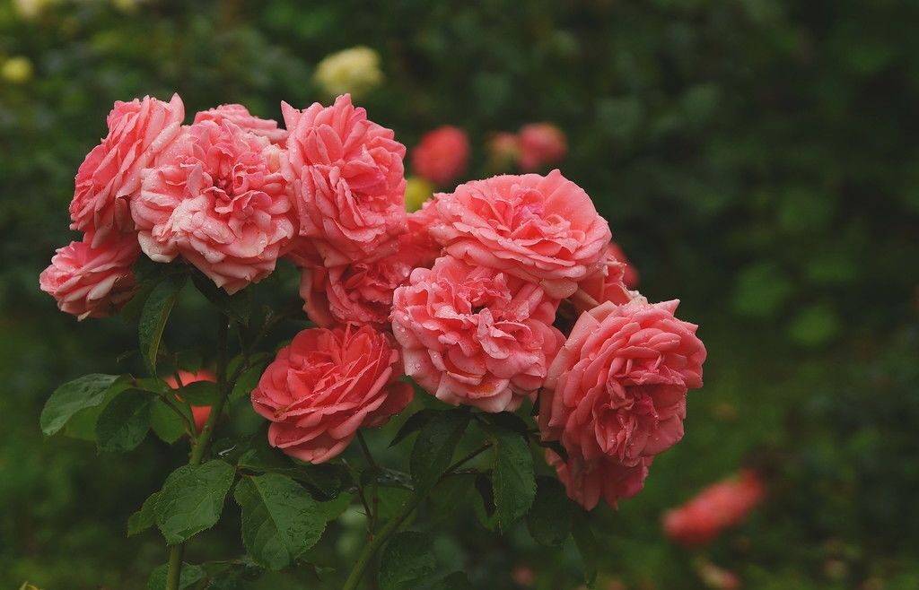 Кимоно роза - описание сорта, отзывы и советы по выращиванию | розоцвет