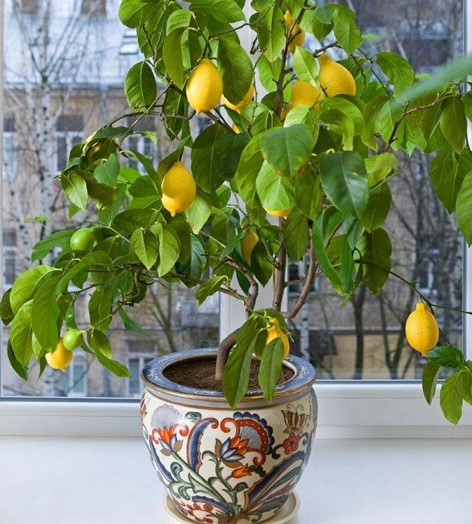 Выращивание комнатного лимона: популярные сорта, как ухаживать в домашних условиях