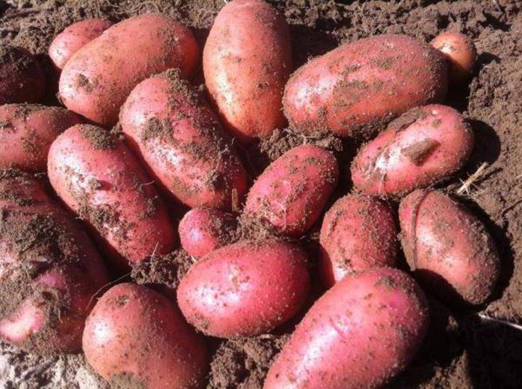 Сорта картофеля для краснодарского края фото и описание