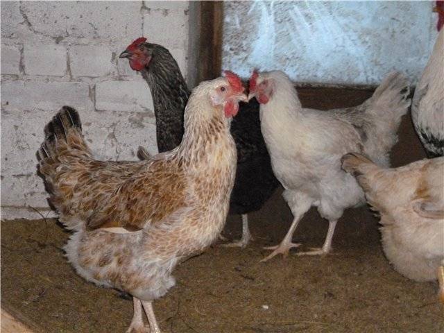 Описание и характеристика юрловской голосистой породы кур