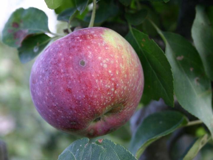 Яблоня лобо: описание сорта яблок, посадка и уход + фото, отзывы