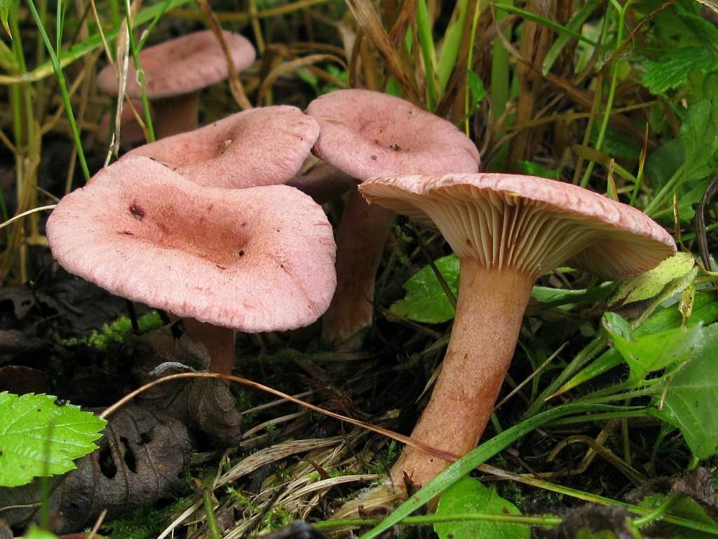 Список лесных съедобных грибов с фото, названиями и описанием
